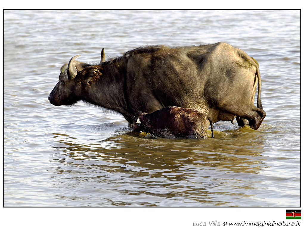 Bufalo cafro - Syncerus caffer